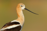 BIRDS OF THE WESTERN US